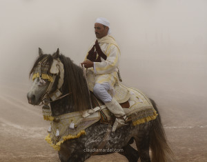 Barb Horse at El Jadida